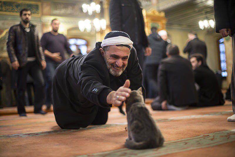 potret kucing di Masjid (twitter.com/kavalondon)