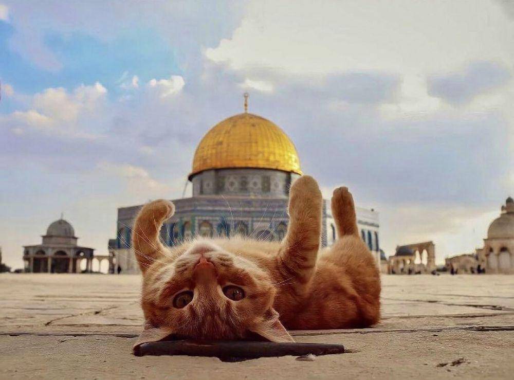 potret kucing di Masjid Al-Aqsa (twitter.com/BaytAlFann)