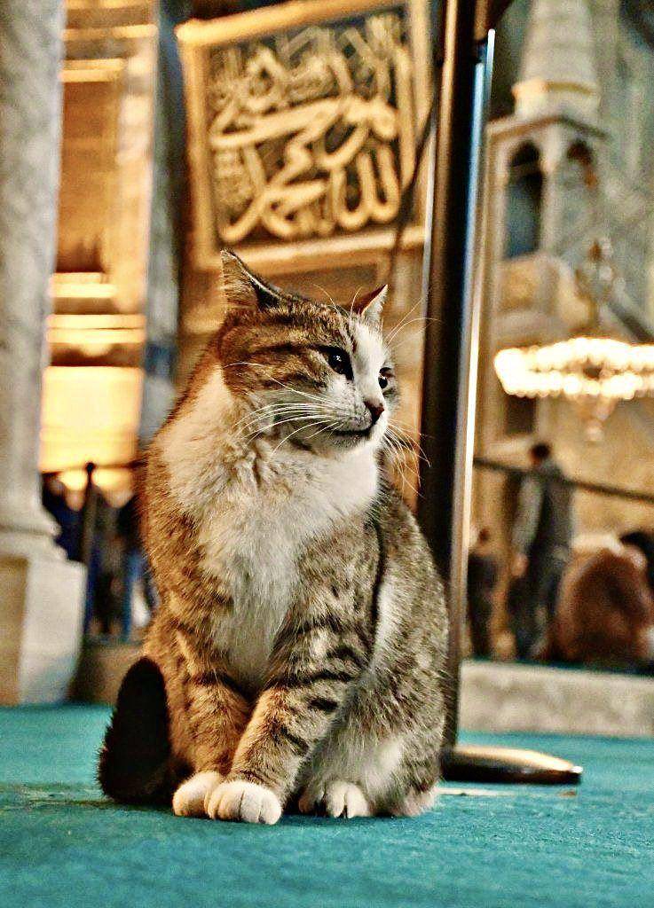potret kucing di Masjid Hagia Sophia (twitter.com/BaytAlFann)