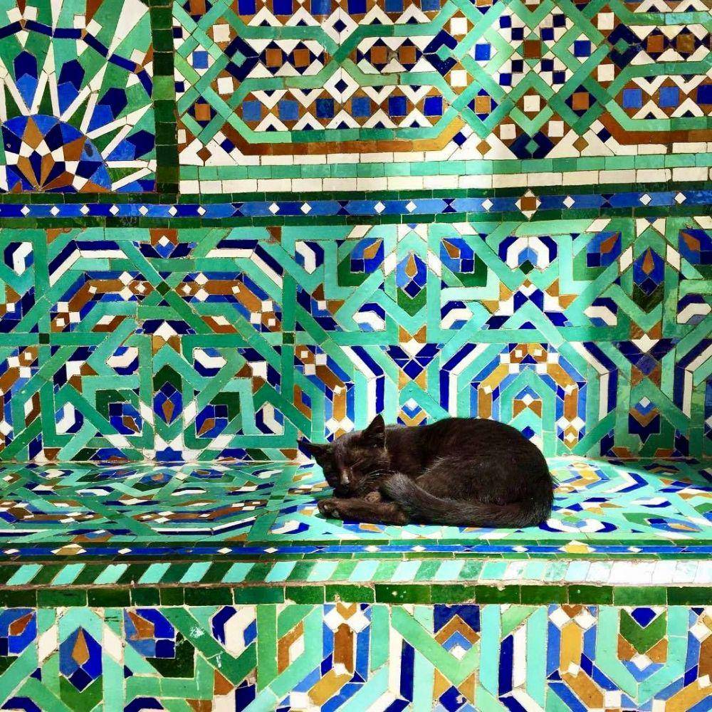 potret kucing di Masjid Hassan II (twitter.com/BaytAlFann)