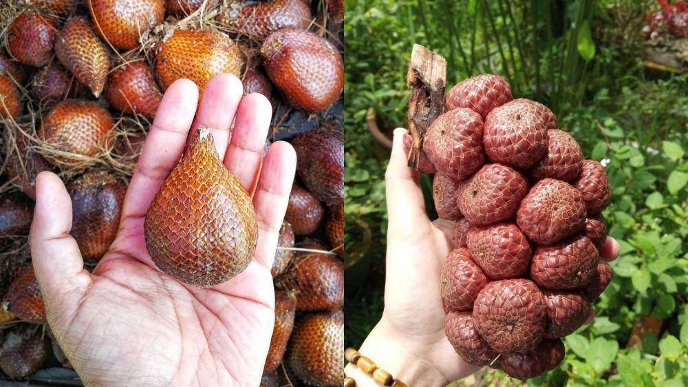 salak dan asam kelubi (instagram.com/herbsencyclopedia | instagram.com/amazingterengganu)