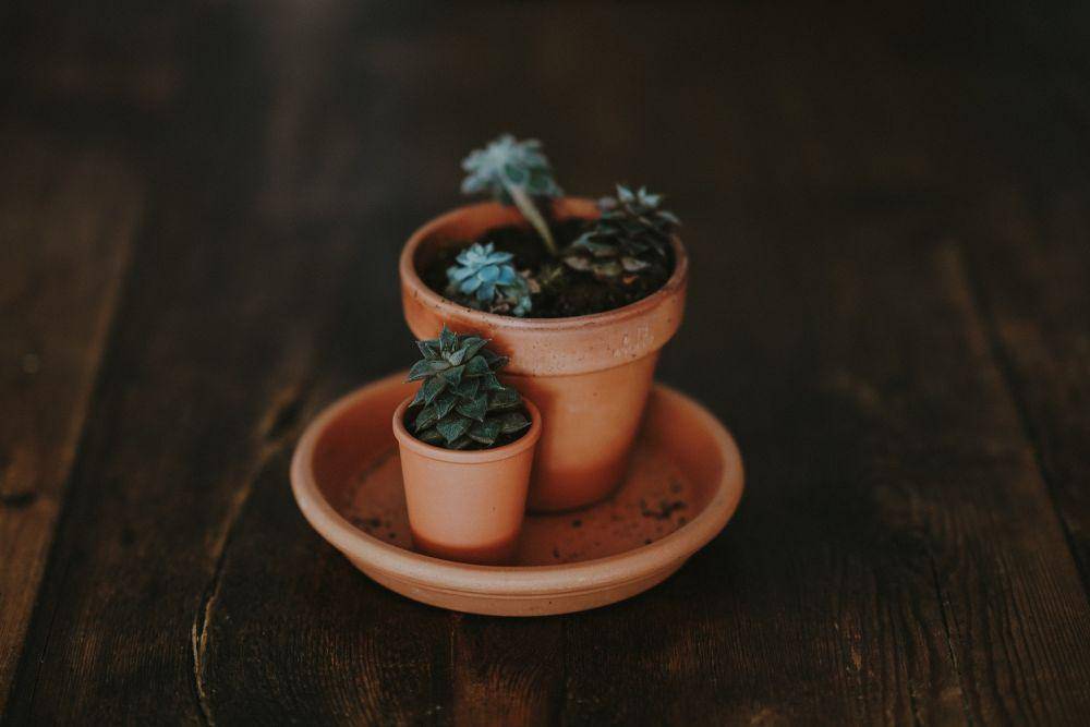 ilustrasi dekorasi pot (unsplash.com/@anniespratt)