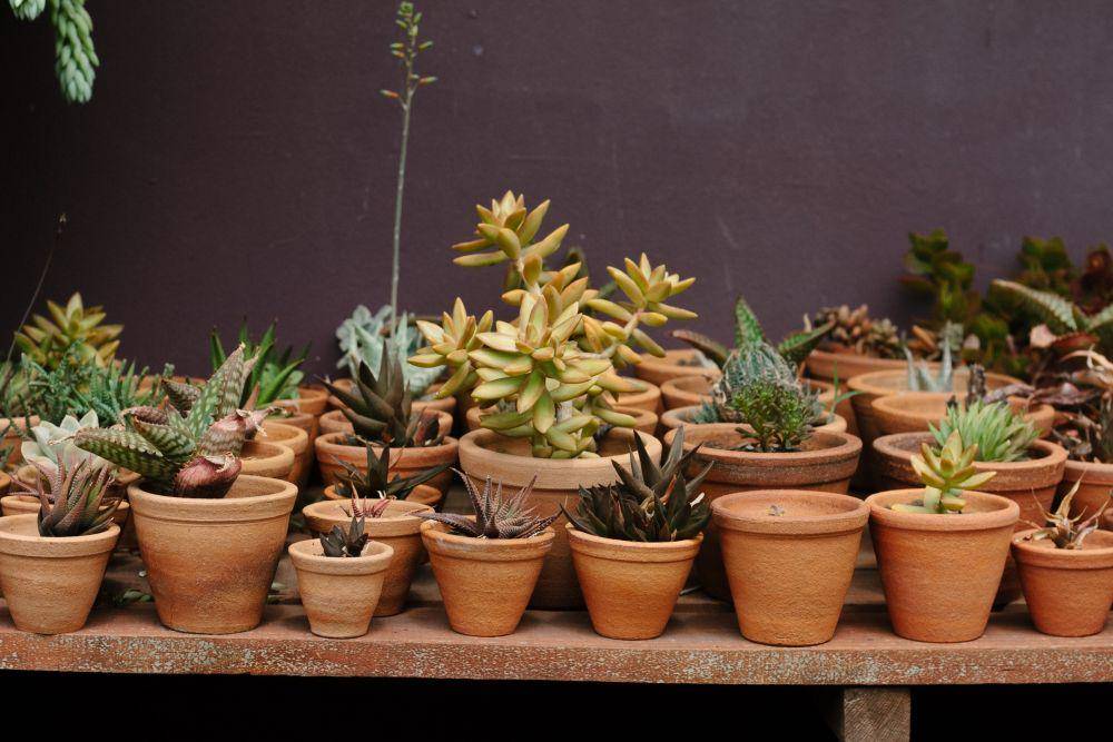 ilustrasi dekorasi pot (unsplash.com/@rachel_lees)