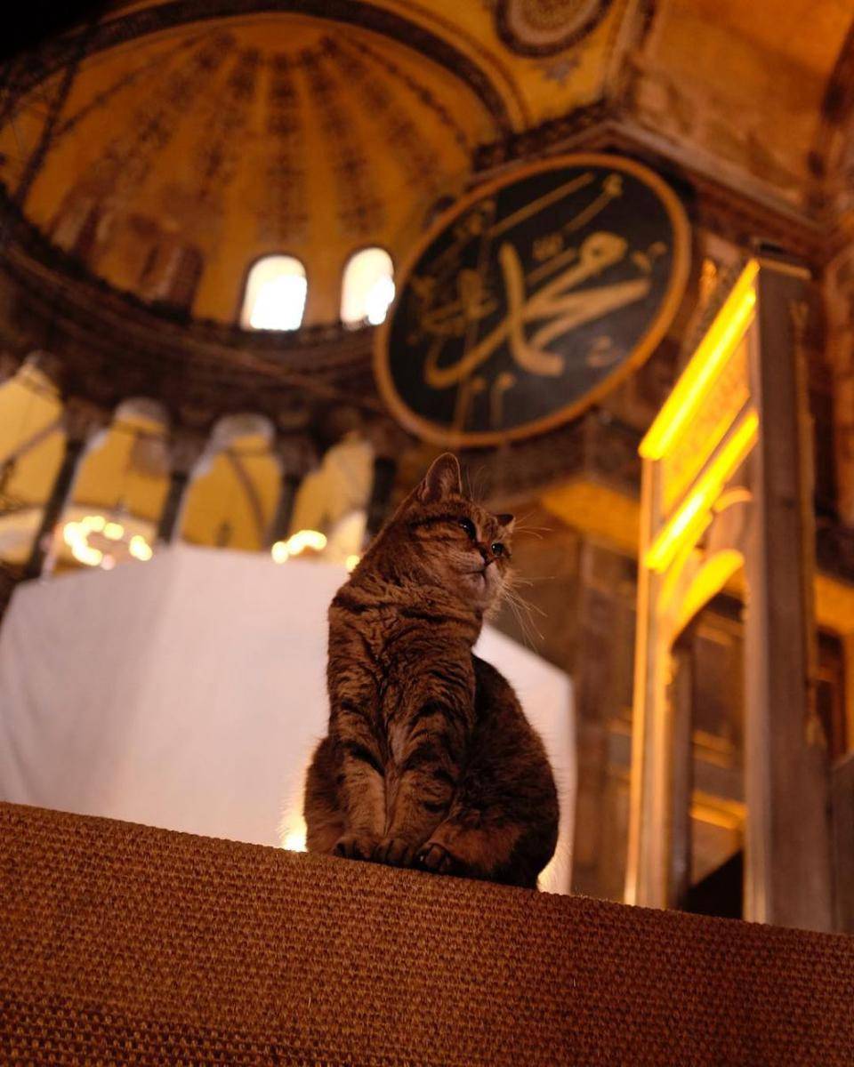 potret Gli, si kucing yang dulu tinggal di Hagia Sophia (instagram.com/neeltjekleijn)