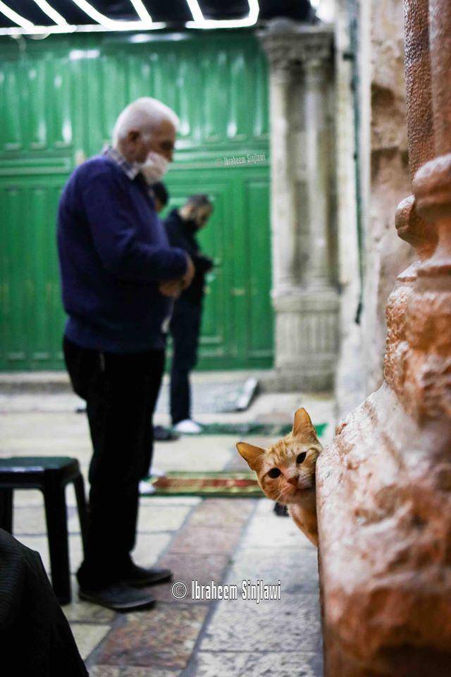 potret kucing di Gerbang As-Silsilah/Chain Gate Masjid Al-Aqsa (twitter.com/Qudsn_en)