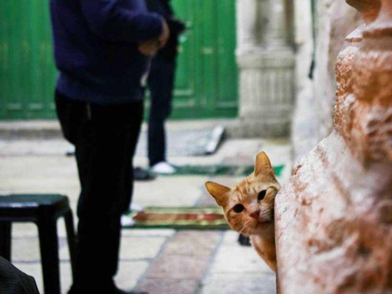 potret kucing di Gerbang As-Silsilah/Chain Gate Masjid Al-Aqsa (twitter.com/Qudsn_en)
