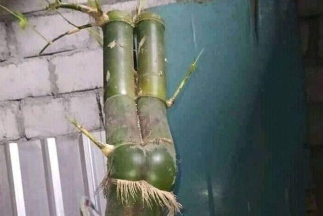 10 Penampakan Pohon Tak Biasa, Ada yang Bikin Merinding!