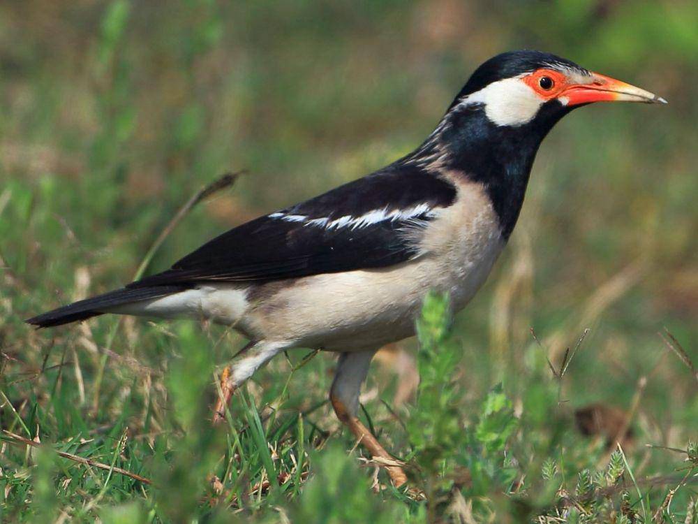 ilustrasi burung (ebird.org)