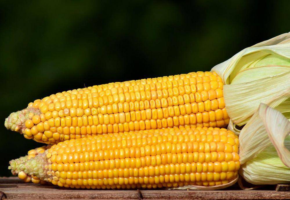 ilustrasi jagung manis (pixabay.com/ulleo)