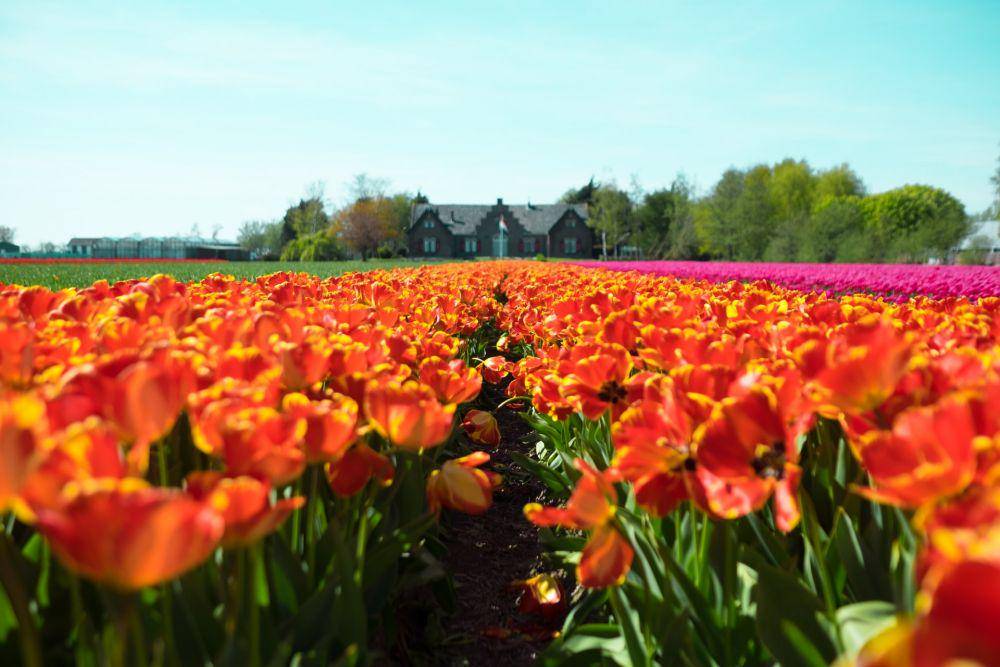 Amsterdam, Belanda (pixabay.com/Owen Williams)