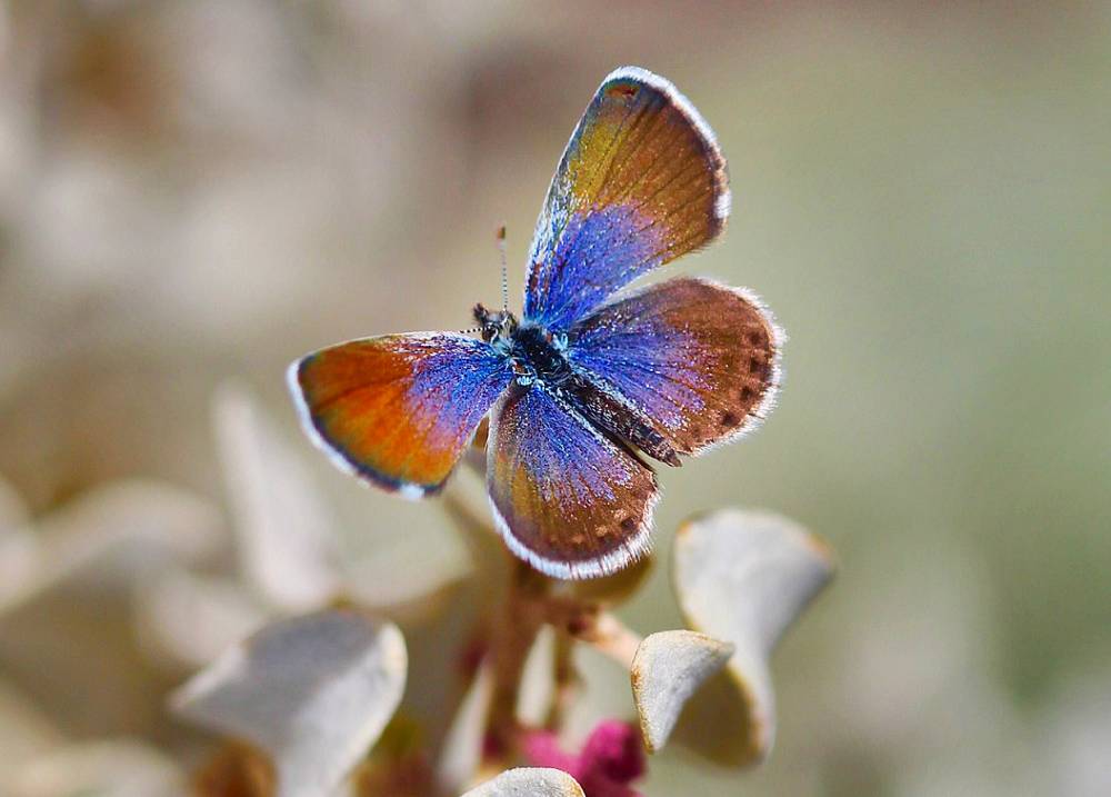 ilustrasi kupu-kupu western pygmy blue (commons.wikimedia.org/Renee)