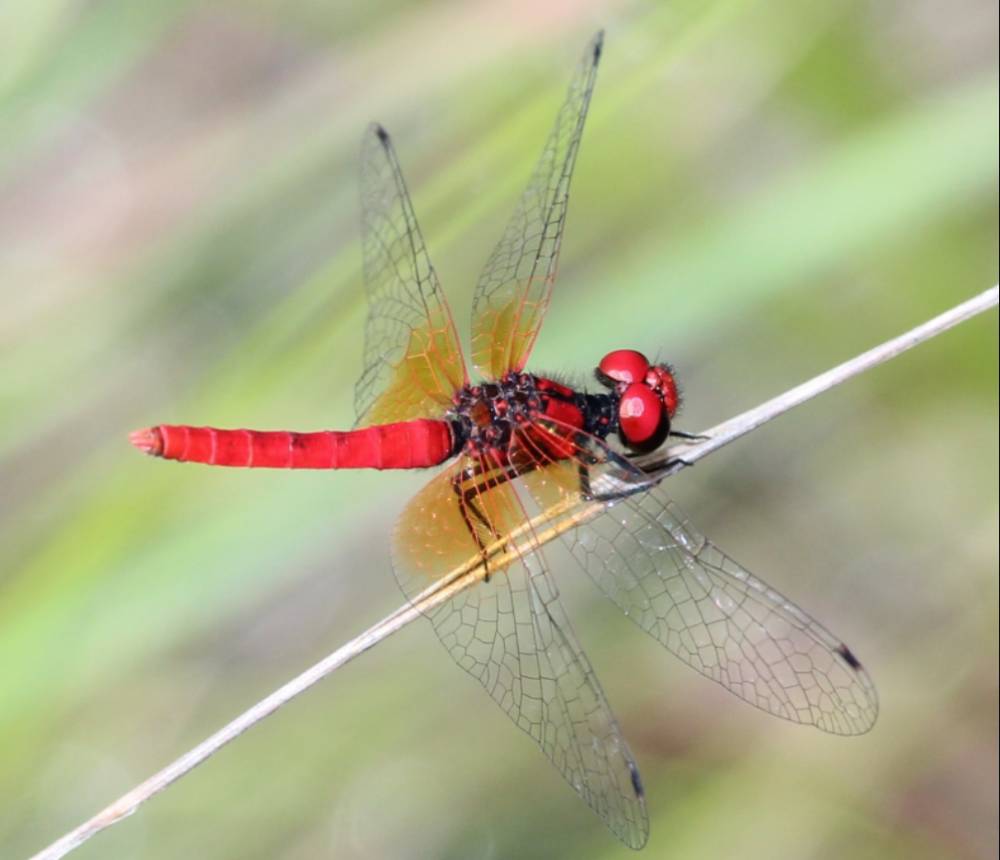 ilustrasi capung scarlet dwarf (commons.wikimedia.org/Alpsdake)