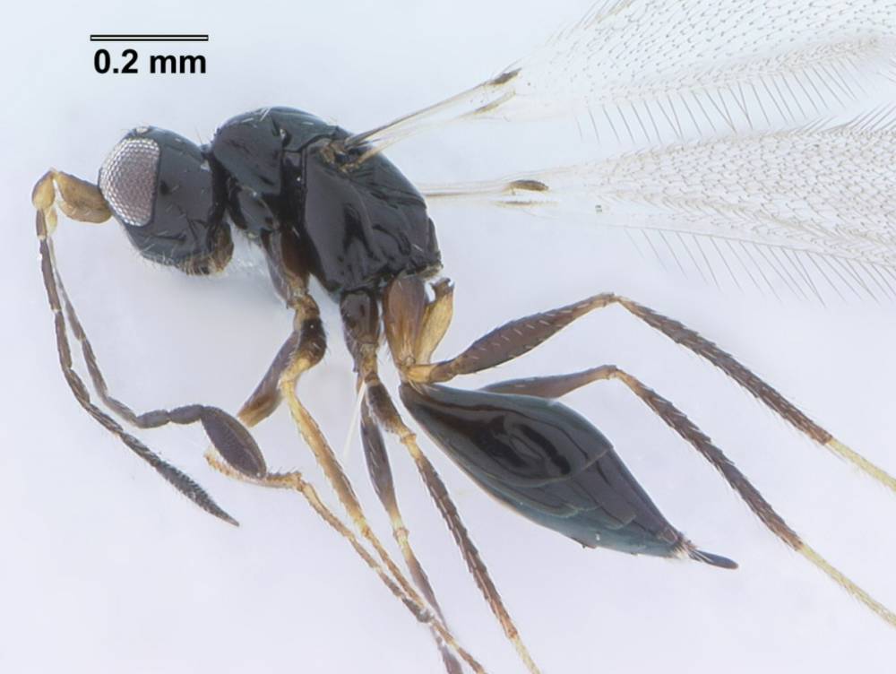 ilustrasi tawon fairyfly (commons.wikimedia.org/Benjamin Smith)