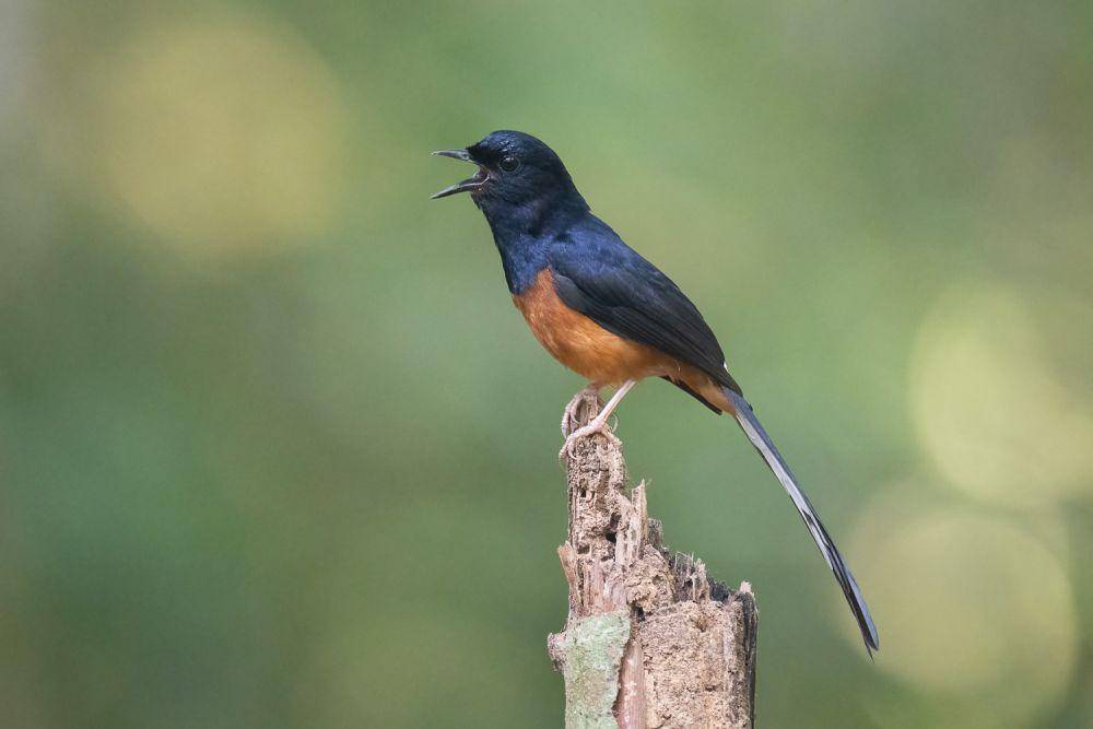 ilustrasi burung (singaporebirds.com)