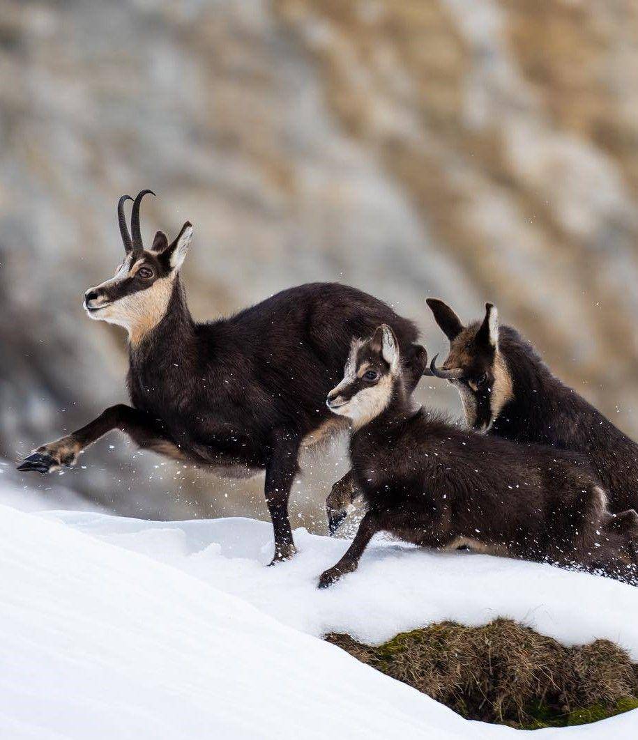 potret kawanan chamois (instagram.com/wildlife_by_marc)