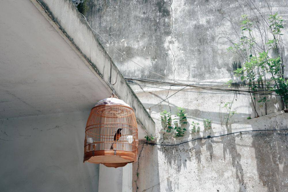 ilustrasi burung (unsplash.com/Lucas Hoang)