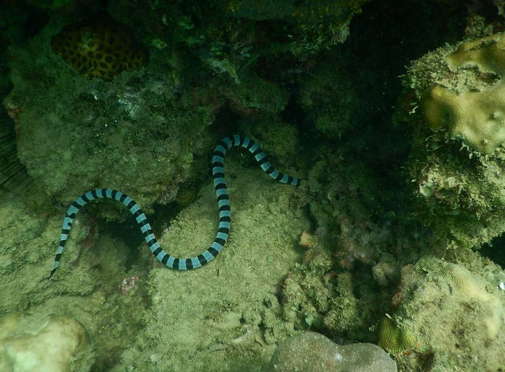 ilustrasi ular laut (commons.wikimedia.org/Jaydasadia0345)