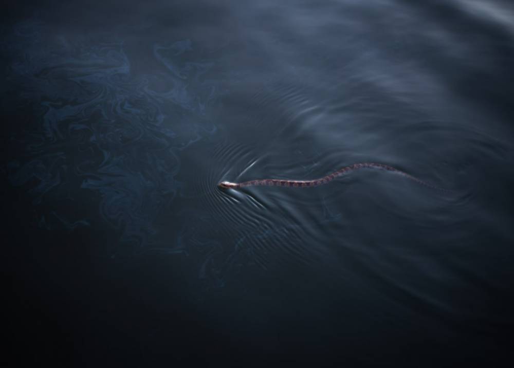 ilustrasi ular laut (unsplash.com/Omar Roque)