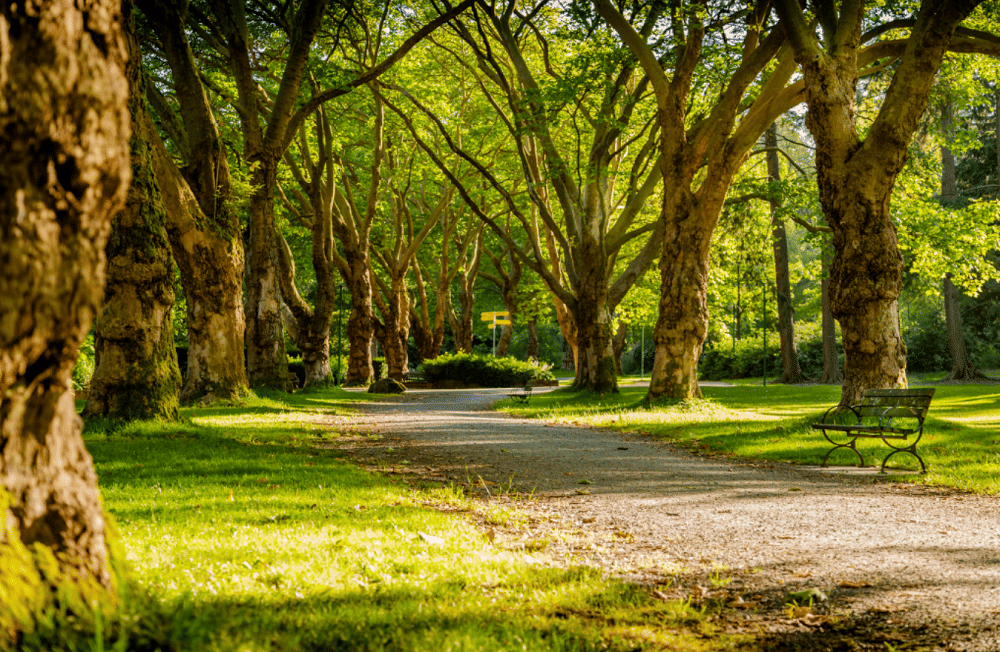 ilustrasi taman (unsplash.com/Mike Benna)