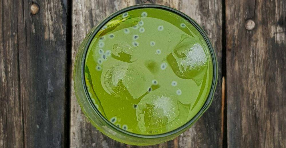 ilustrasi kiwi mint tea (unsplash.com/Sid Balachandran)