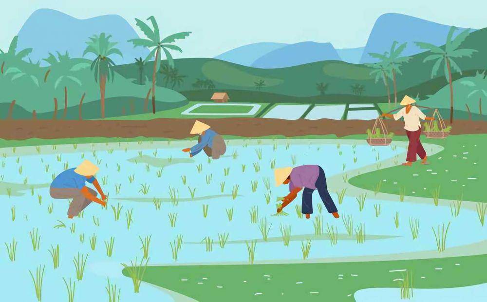 ilustrasi sawah yang dikelola secara bersama (freepik.com/shoorsha)
