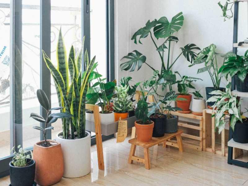 Bikin Rumah Makin Estetik! Ini 5 Tanaman Hias yang Gak Bikin Ribet