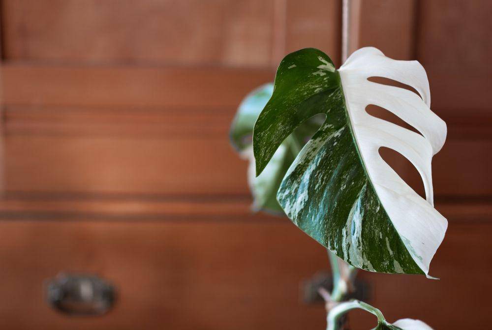 ilustrasi tanaman monstera deliciosa variegata (pexels.com/@plantscandy)