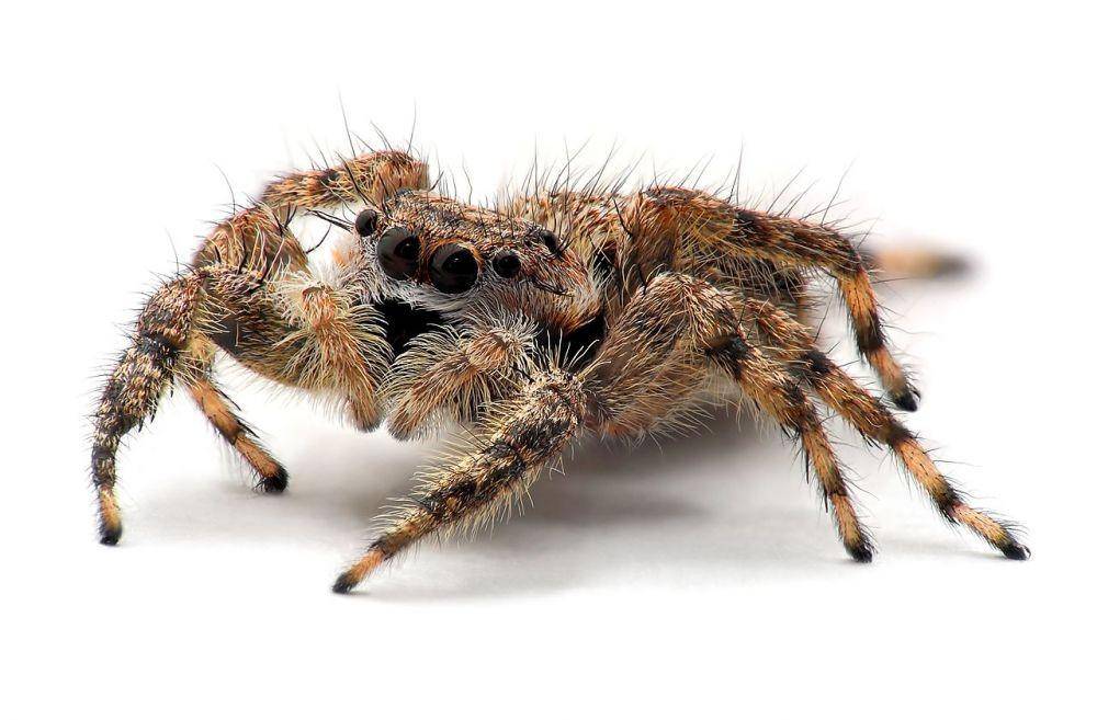 ilustrasi laba-laba pelompat (commons.wikimedia.org)