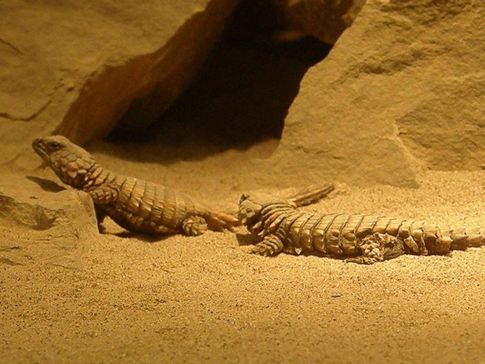 Kadal berduri armadillo memiliki duri di kulitnya untuk mempertahankan diri. (wikimedia.org/Frank Wouters)