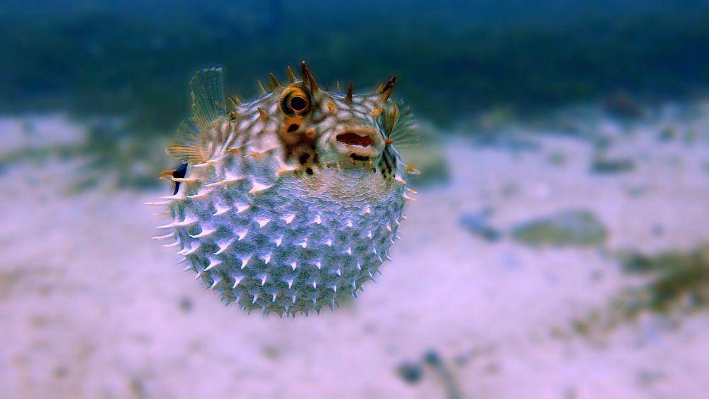 Ikan landak atau ikan buntal berduri adalah spesies beracun yang berbahaya. (unsplash.com/Stelio Puccinelli)