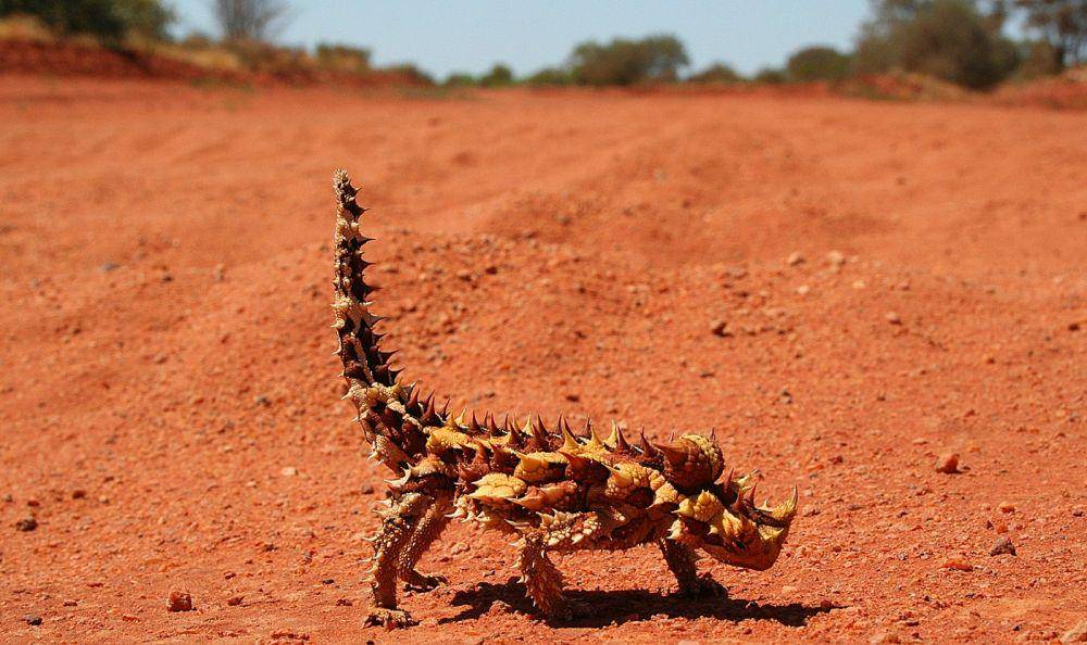 Kadal berduri sering ditemukan di wilayah tandus yang ada di Australia. (wikimedia.org/Baras)