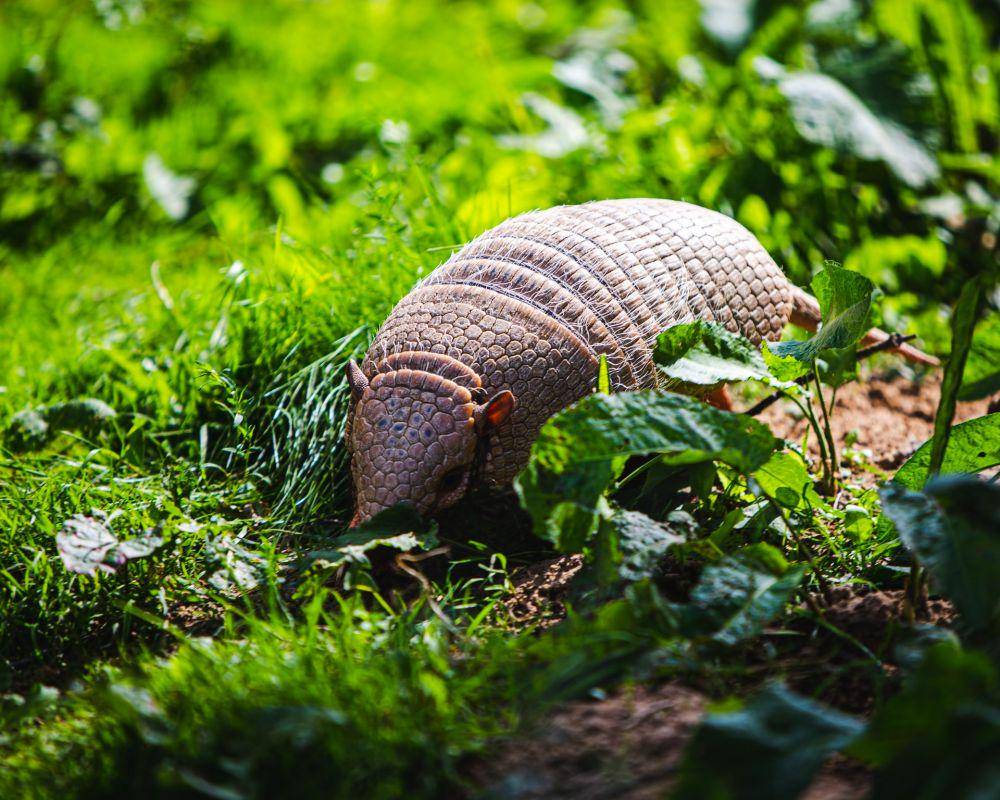 ilustrasi armadillo (unsplash.com/Joe Lemm)