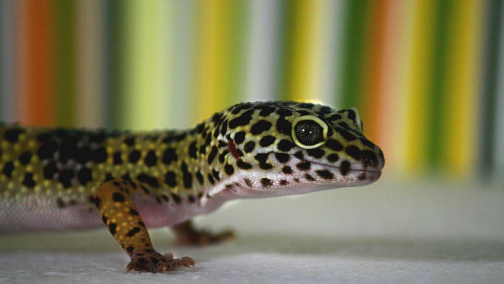 ilustrasi tokek macan tutul (pixabay.com/isisnedjem)