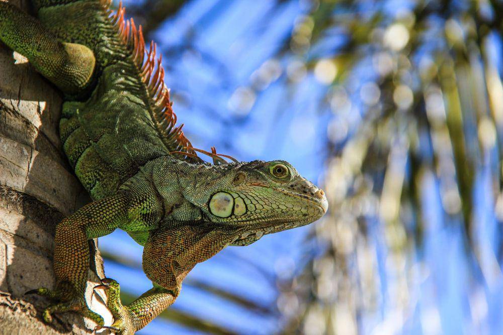 ilustrasi iguana (unsplash.com/Mason Jones)