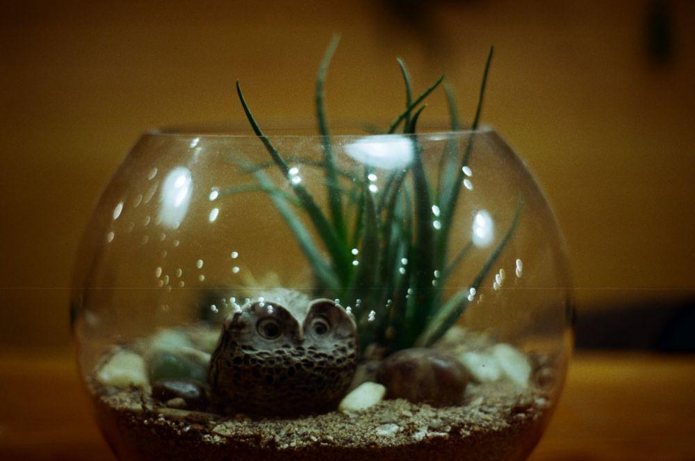 5 Hewan yang Cocok Dipelihara dalam Terarium, Perawatannya Sederhana