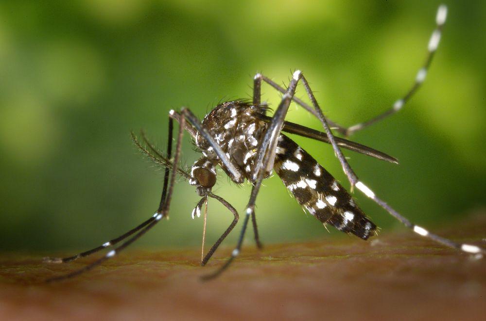 5 Cara Efektif Agar Rumahmu Terhindar dari Nyamuk