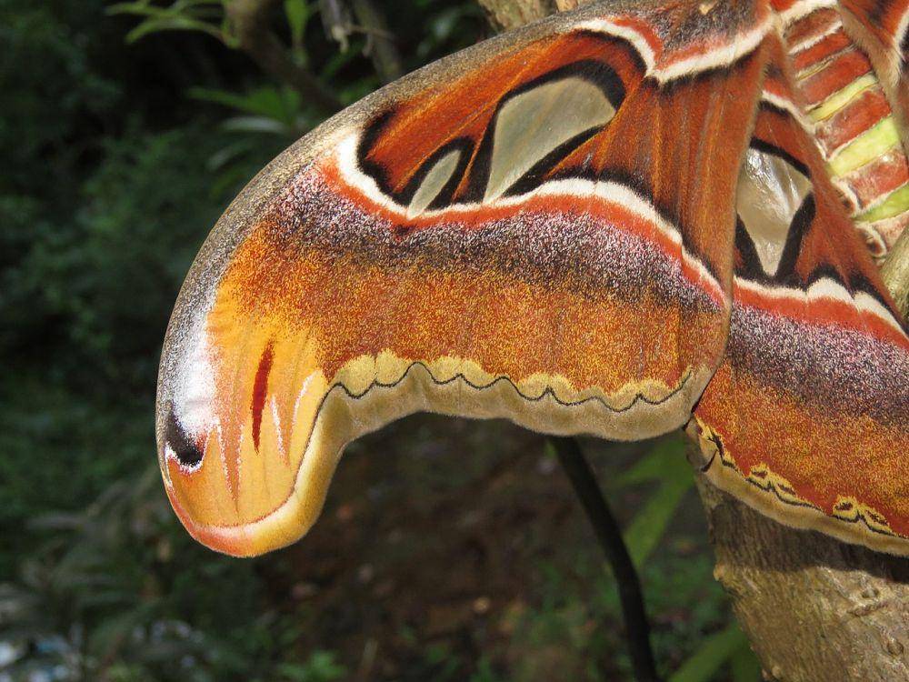 detail corak sayap kupu gajah yang menyerupai kepala ular (commons.wikimedia.org/Vinayaraj)