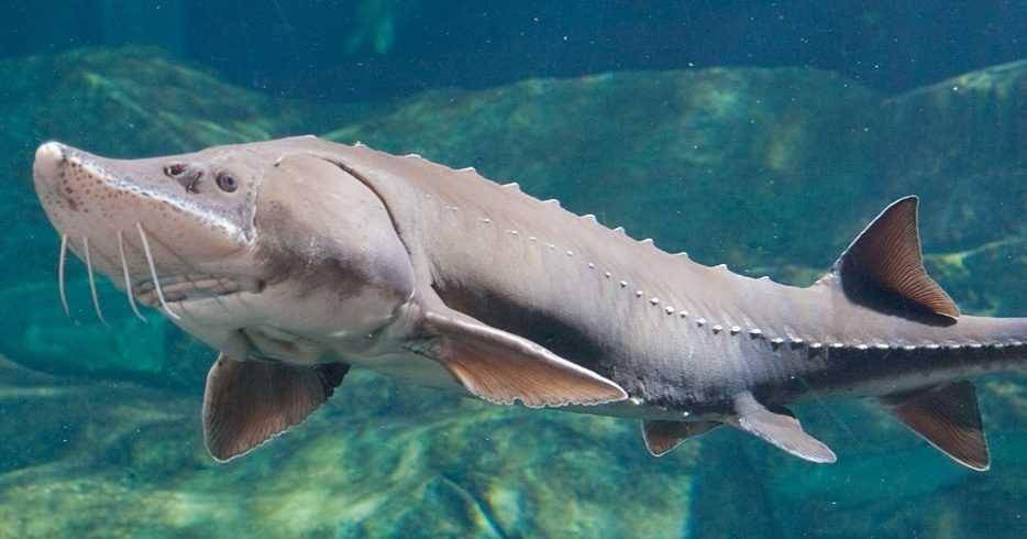 ilustrasi ikan sturgeon (tnaqua.org)