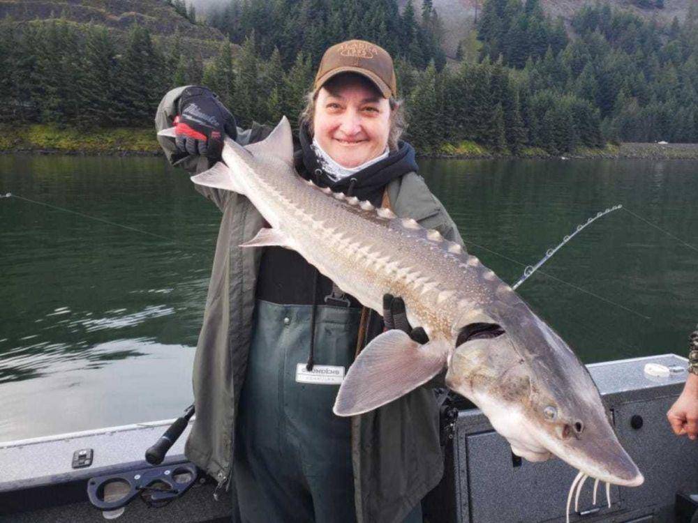 ilustrasi ikan sturgeon (columbian.com)