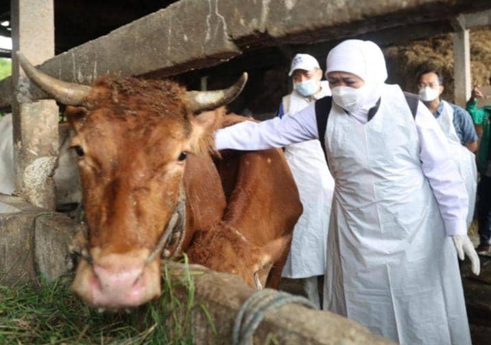 Ratusan sapi di Kabupaten Gresik terserang penyakit PMK. Dok Istimewa