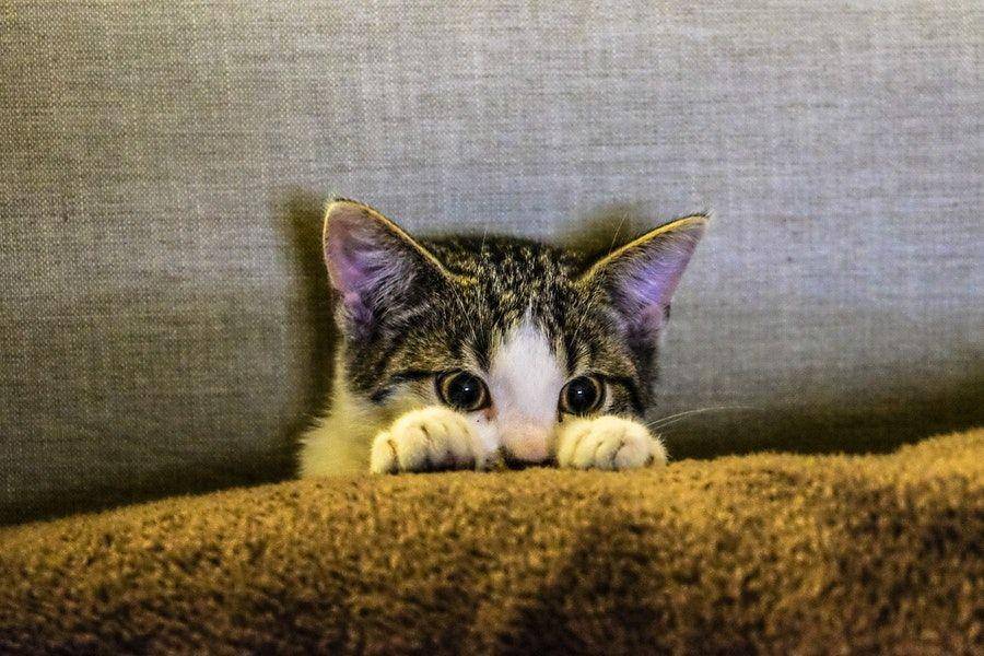 ilustrasi kucing (Pexels.com/Francesco Ungaro)