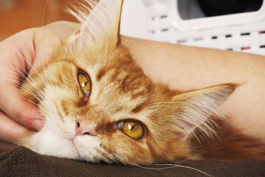 ilustrasi kucing (Pexels.com/Noro Odinson)