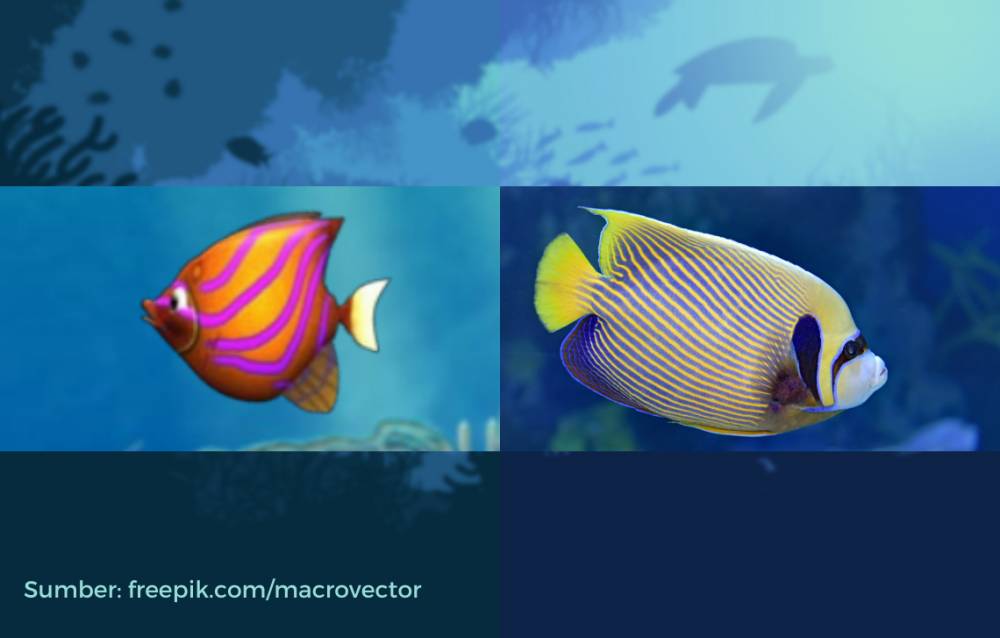 wujud angelfish dalam game dan di dunia nyata (dok. PopCap Games/Feeding Frenzy | unsplash.com/David Clode)