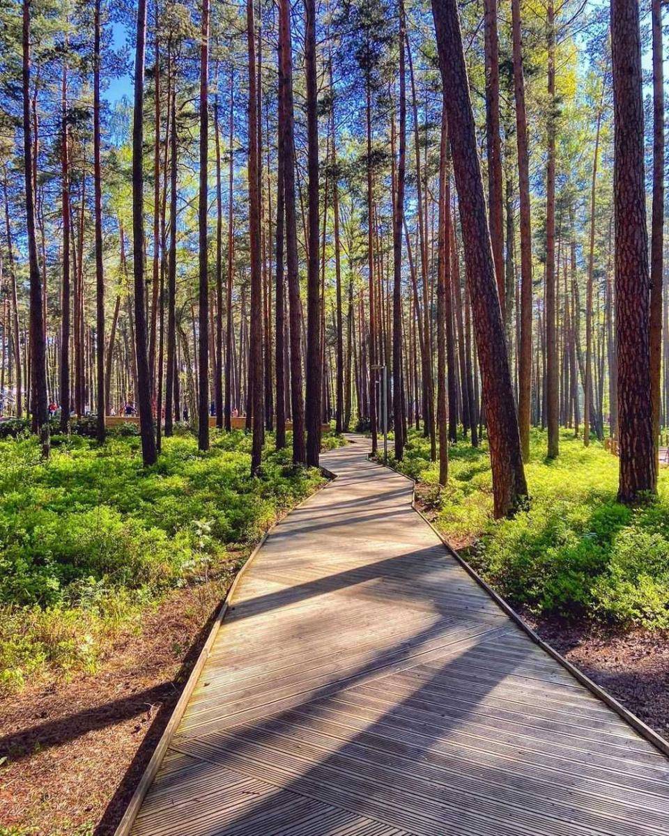 Dzintari Forest Park (instagram.com/balticsinmycolours)