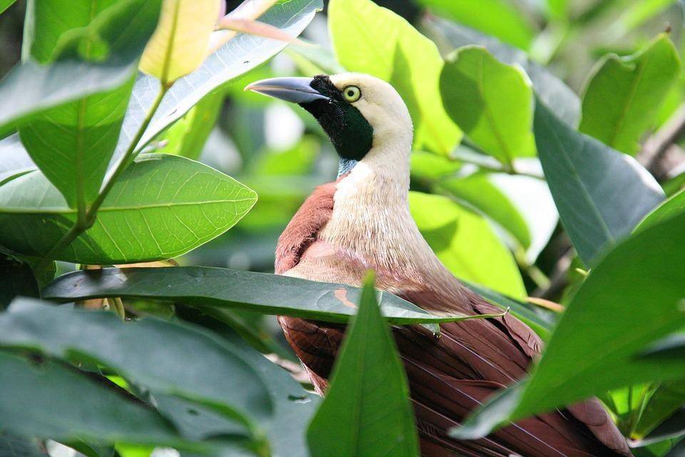 Ilustrasi burung cendrawasih (pixabay.com/vinsky2002)