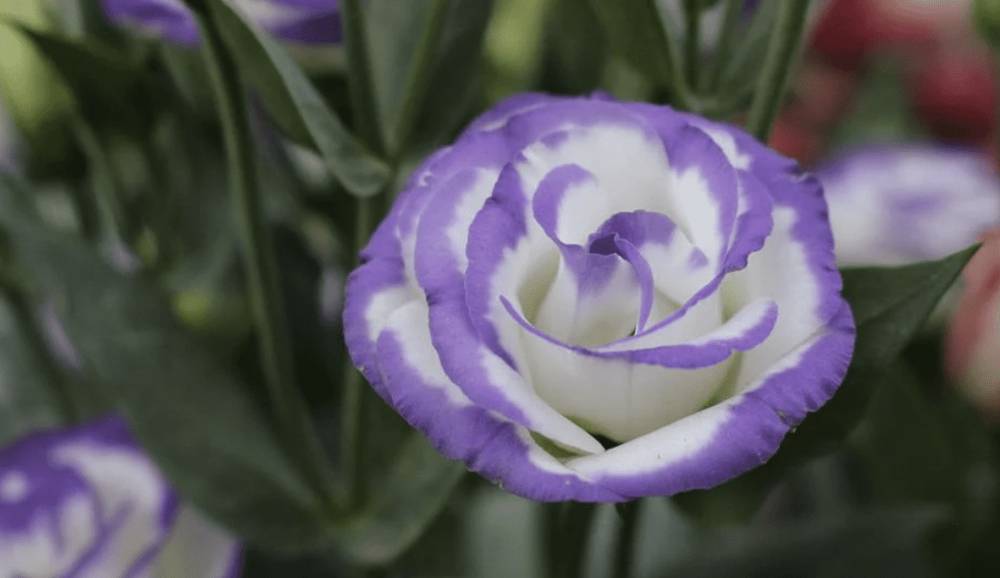 Lisianthus (pixabay.com)