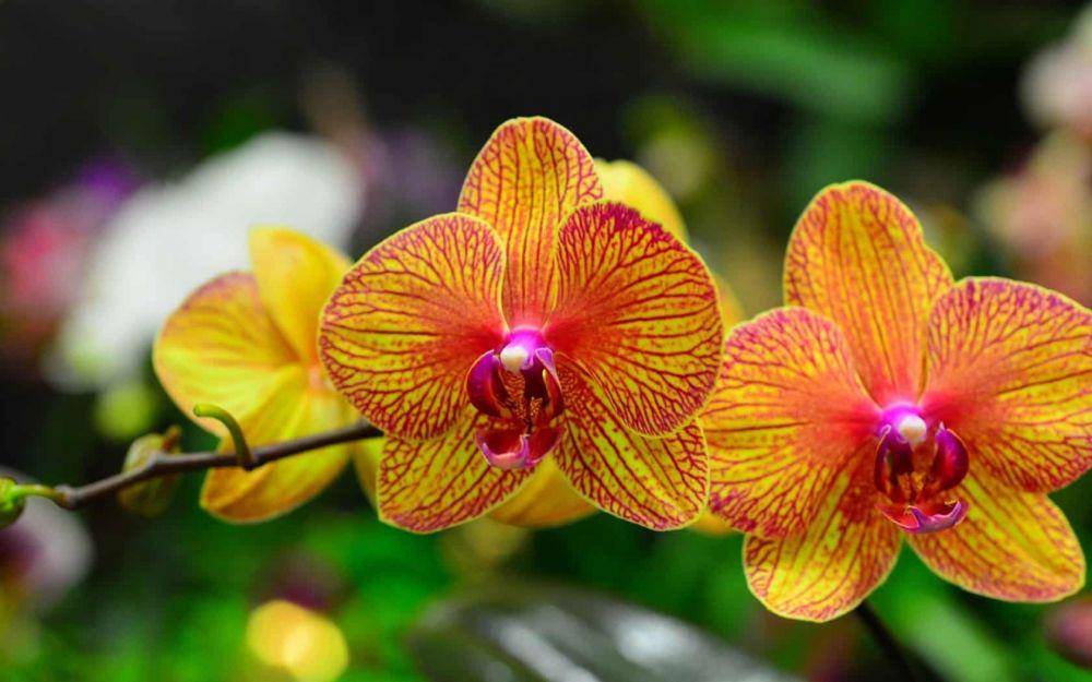 Shenzhen Nongke Orchid (thegorbalsla.com)