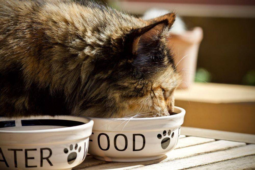 ilustrasi kucing makan (pixabay.com/sweetlouise)