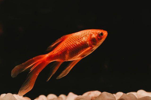ilustrasi ikan emas (Unsplash.com/Dear)