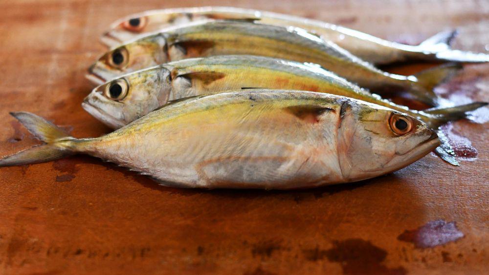 Ilustrasi ikan kembung (pixabay.com/Abhi_Jacob)